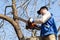 Gardener cuts out fruit tree with chainsaw. Sawdust flies as a man cuts a tree