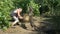 Gardener cuts tree with chainsaw near vine grapes. Slow motion