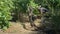 Gardener cuts tree with chainsaw near vine grapes. Slow motion