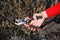 Gardener cutting berry bush with bypass secateurs in early spring.