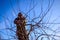 Gardener is cutting branches, pruning fruit trees with pruning shears in the orchard