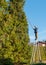 Gardener cutting the branches of a tall pine tree with cutter trimming.