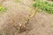 Gardener is cutting a currant with a pruner closeup. Clipped shrub rose with buds in the early spring, gardening