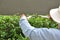 Gardener cutting hedge with grass shears