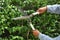 Gardener cutting hedge with grass shears