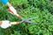 Gardener cutting hedge with grass shears