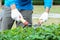 Gardener cutting hedge with grass shears