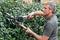 Gardener Cutting Hedge With Pincer