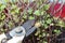 Gardener cutting pruning dead twigs from a mint plant,  using secateurs