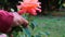 Gardener cutting a rose flower