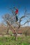 Gardener cutting tree with clippers