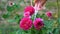 Gardener cutting a wither rose in a botanical garden