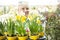 Gardener with daffodils
