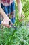 Gardener deadheading and pruning lily flower in summer garden