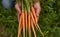 Gardener demonstrating fresh organic carrots