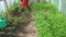 Gardener dig bury green manure mustard plants in greenhouse