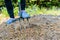 Gardener digging the earth over with a garden fork to cultivate the soil ready for planting in early spring.