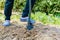 Gardener digging the earth over with a garden spade to cultivate the soil ready for planting in early spring.