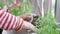 Gardener digs a hole for planting flowers.