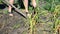 Gardener digs with a shovel garlic from ground