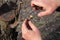 Gardener does grafting of fruit tree and cuts branch. Closeup.