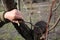 Gardener does grafting of fruit tree and splits branch by knife. Closeup.