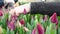 a gardener or an employee of a flower greenhouse selects and plucks tulips for sale.