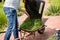 Gardener emptying lawn mower grass into a wheelbarrow after mowing.