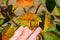 A gardener examines a cherry leaf affected by a fungal disease called coccomycosis. Diseases of plants in the garden