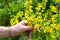 A gardener examines flowering currant branches in early spring