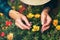 Gardener examines flowers called purslane. This plant is used both in medicine and cooking