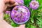 The gardener examines flowers through a magnifying glass