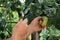 Gardener examines pear fruits with magnifying glass in search of