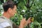 Gardener examines pear fruits with magnifying glass in search of