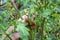 A gardener examines a sick tomato bush with withered leaves and spoiled fruits. Prevention of diseases of vegetable