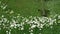 Gardener farmer cutting grass with english daisies with lawn moving trimmer