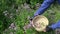 Gardener farmer harvesting wild marjoram oregano medical flowers in garden