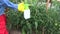 Gardener farmer spray with chemicals tomato in greenhouse