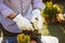 Gardener, farmer in white thorn proof gloves replanting cactuses in home garden