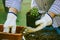 Gardener, farmer in white thorn proof gloves replanting cactuses in home garden