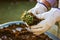 Gardener, farmer in white thorn proof gloves replanting cactuses in home garden