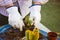 Gardener, farmer in white thorn proof gloves replanting cactuses in home garden