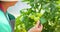 Gardener farmer woman working in greenhouse of fresh tomato plants, ripe homegrown tomatoes