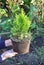 Gardener Female Hands Holding and Planting Cypress, Thuja with Roots (Thuja Occidentalis Golden Brabant)