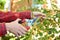 Gardener with garden pruning scissors pruning climbing roses