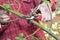 Gardener with garden pruning scissors pruning climbing roses in springtime.