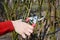 Gardener with garden pruning scissors pruning roses.