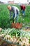 Gardener gathering in crops of green onions on farm field