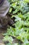 Gardener with gloves digging ivy from a garden border,  with a trowel tool