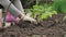 Gardener in Gloves is Planting Tomato Seedling in Soil Ground at Garden